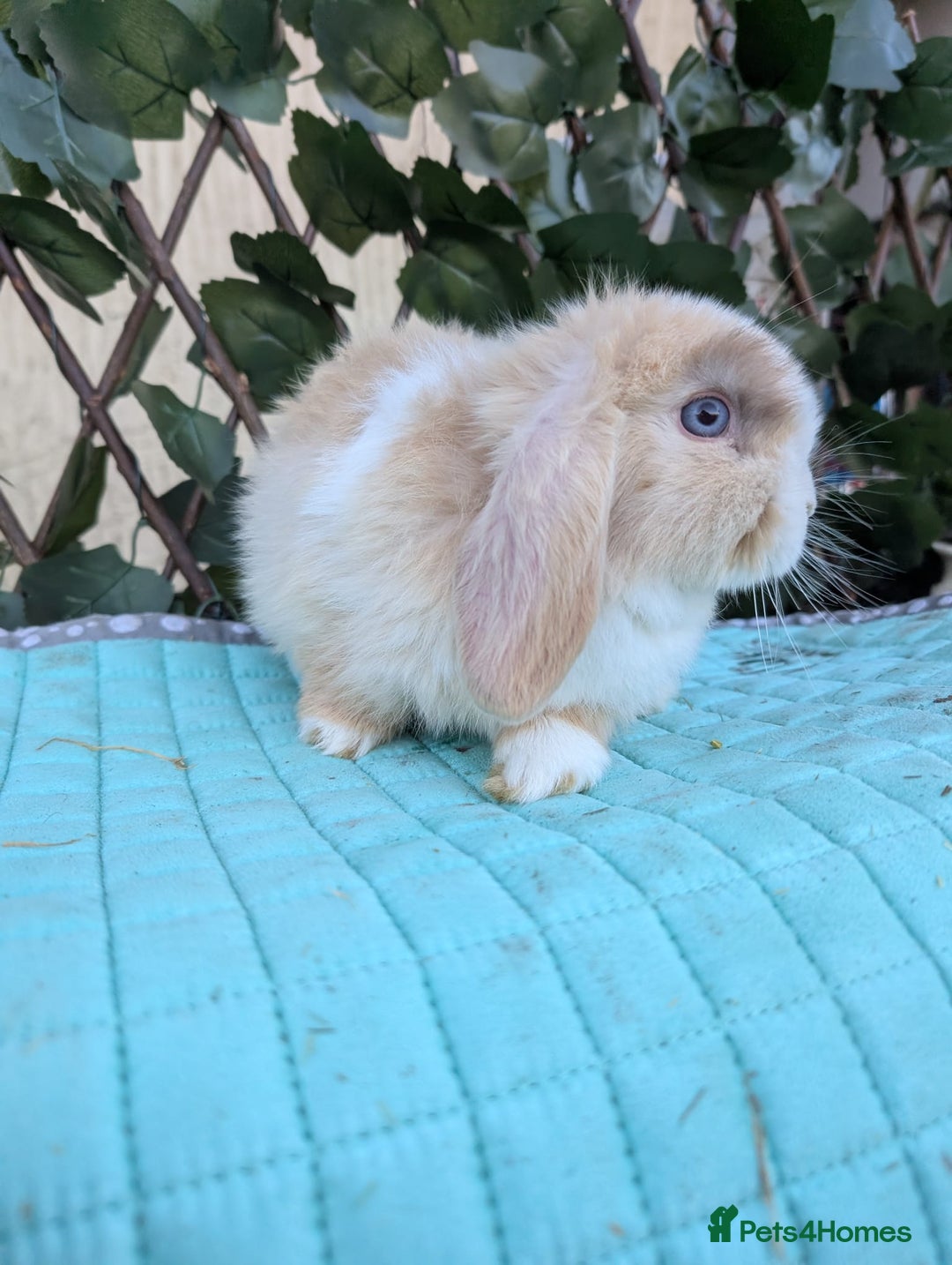 Mini Lop rabbits for sale: Pure mini lop babies  - Advert 5