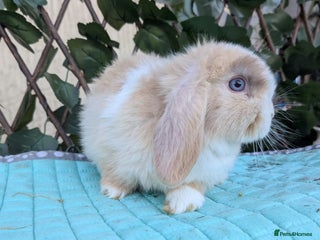 Mini Lop rabbits Pure mini lop babies - Advert 6