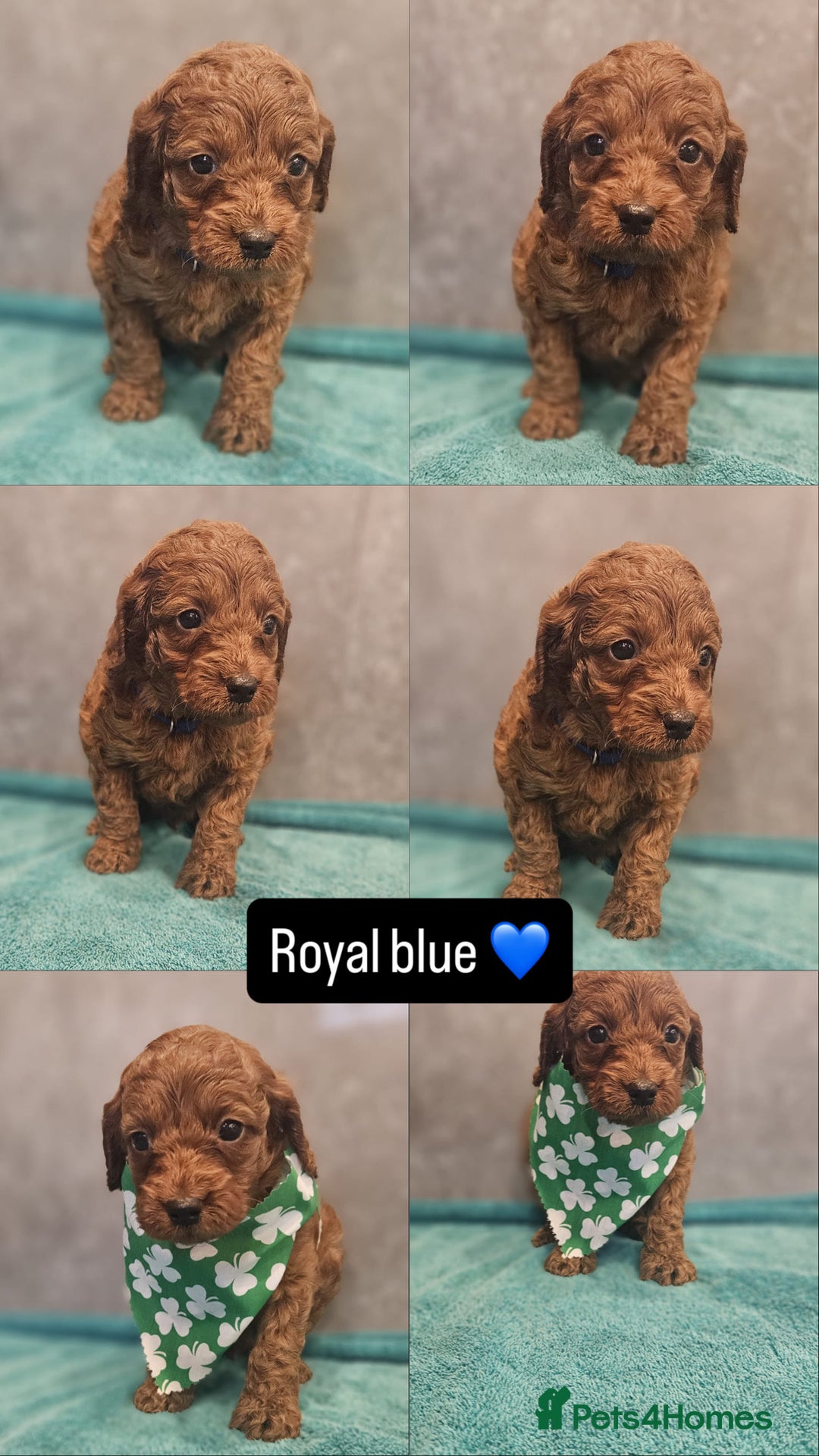 Irish Doodle dogs for sale: Irish doodle puppes - Advert 3