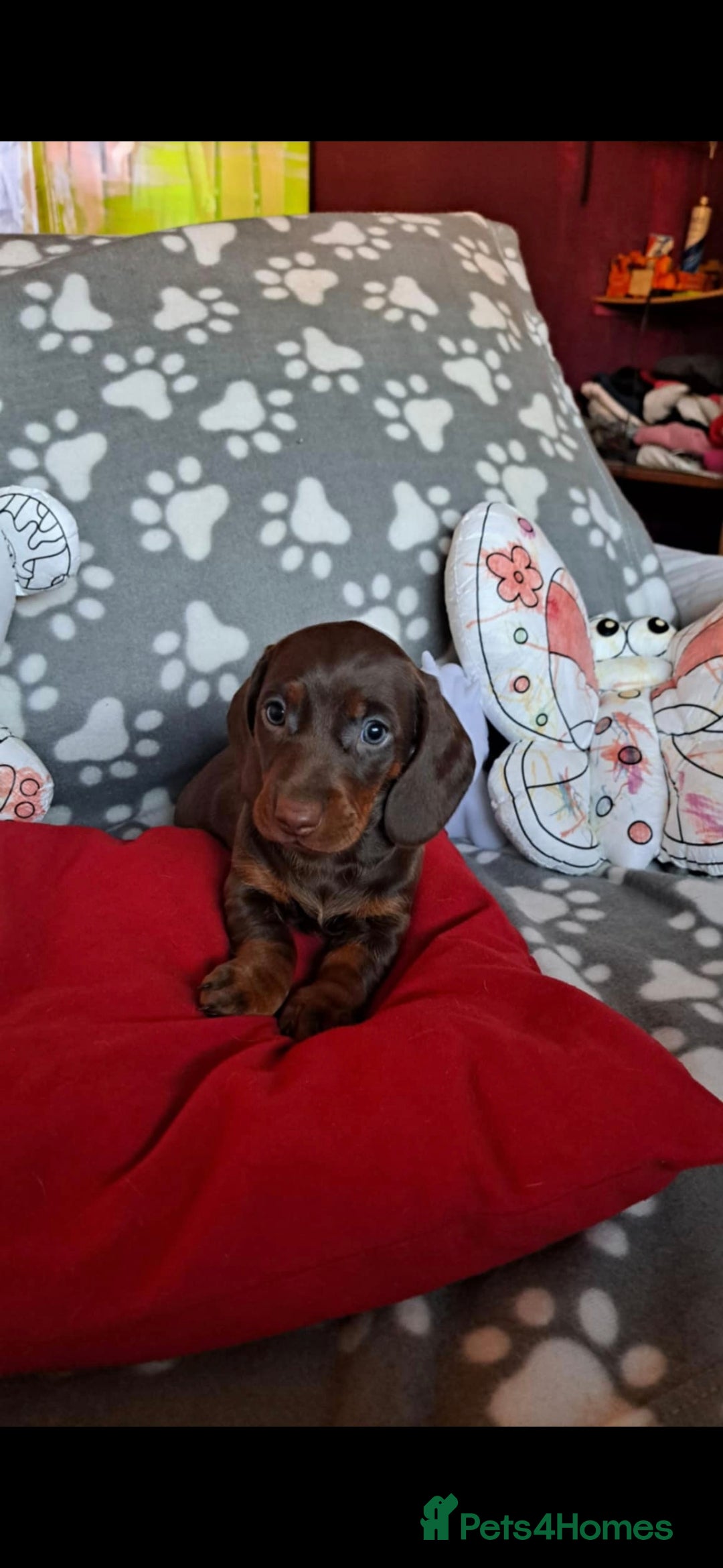 Dachshund dogs for sale: Beautiful Dachshund Puppies - Advert 14