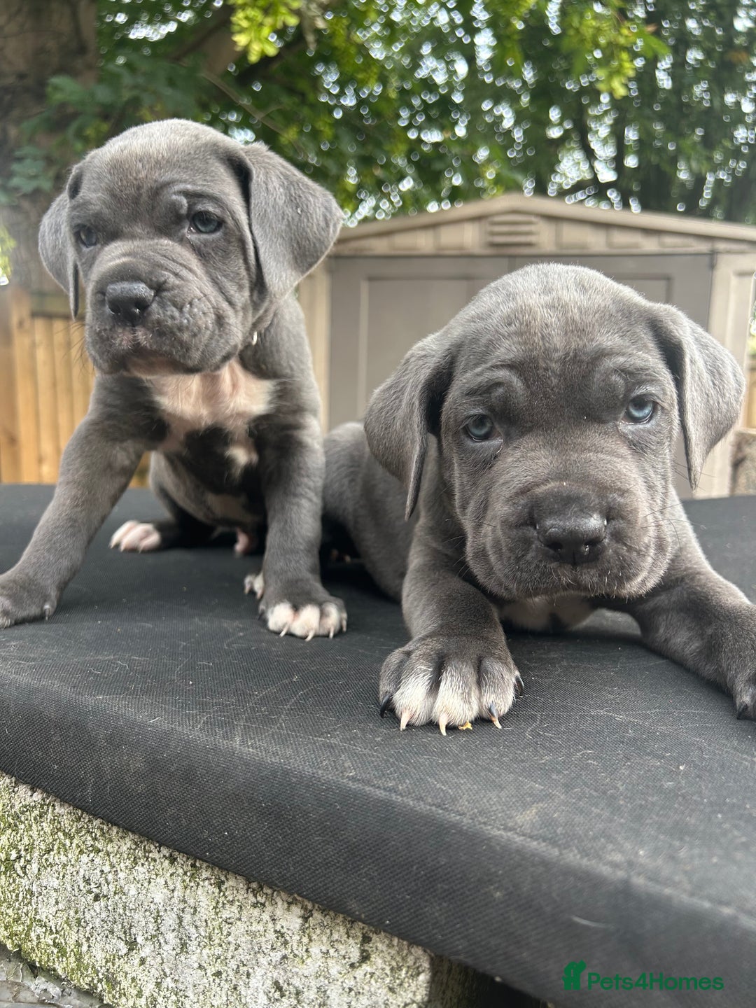 Cane Corso dogs for sale: Cerberus champion bloodline cane corso - Image 11