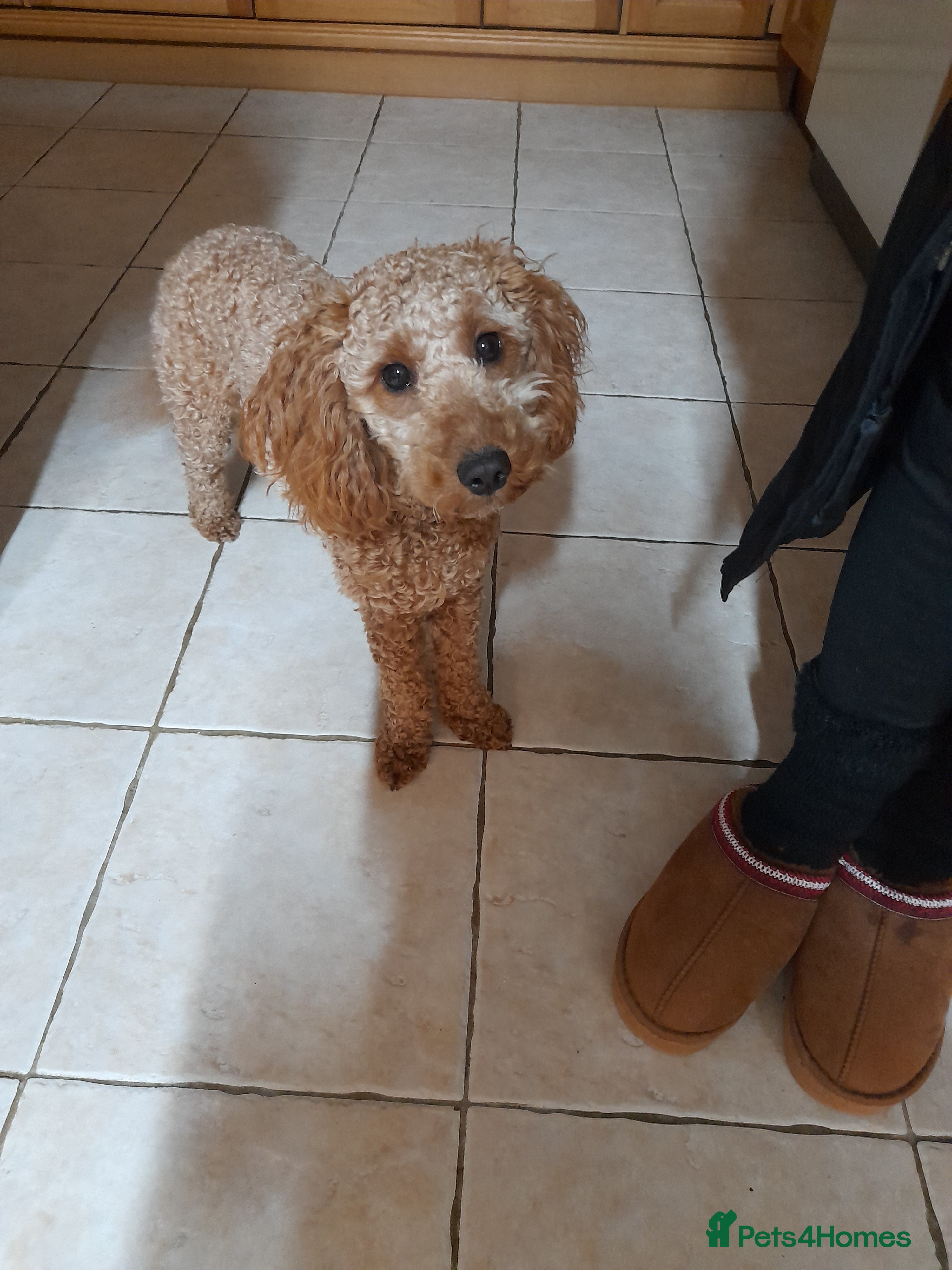 Cockapoo dogs Beautiful female cockapoo - Advert 2