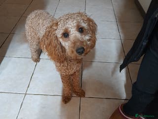 Cockapoo dogs Beautiful female cockapoo - Advert 7