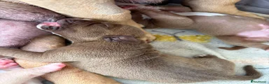 American Bully 1