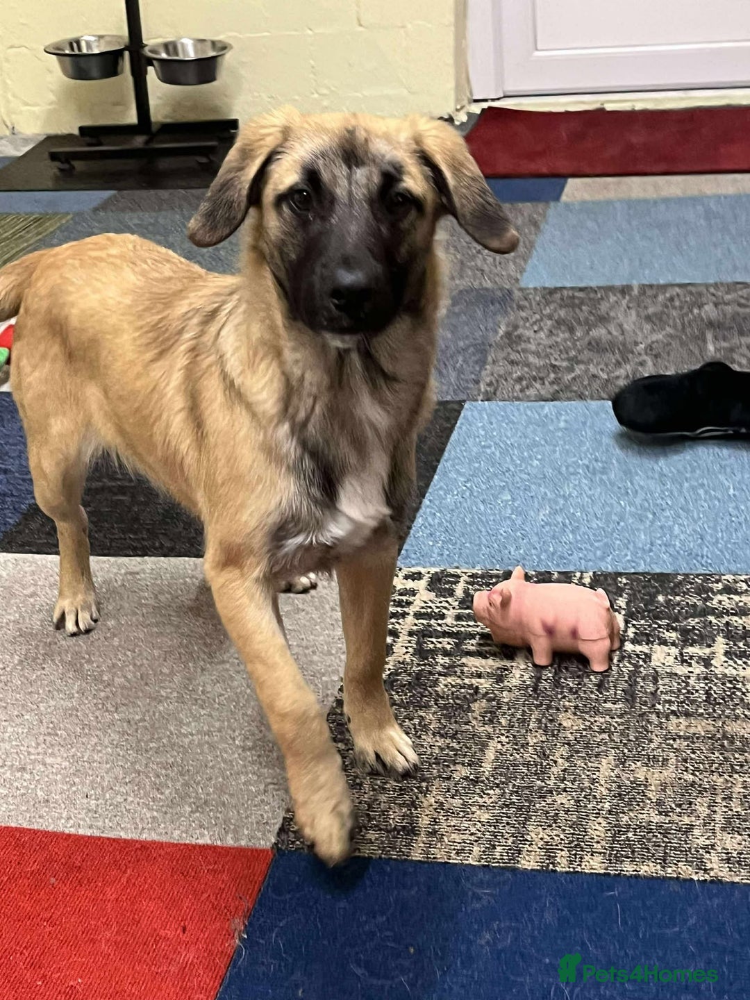 Mixed Breed dogs for adoption: MUFFIN - Advert 8