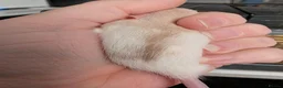 Rat rodents for sale: 3 X Siamese female baby rats  - Advert 6