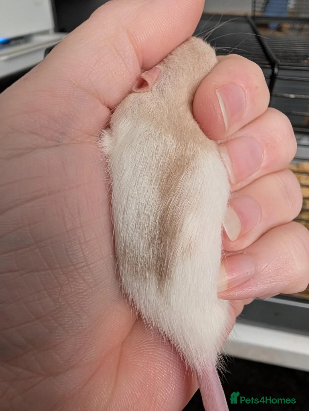 Rat rodents for sale: 3 X Siamese female baby rats  - Advert 6