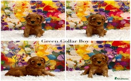Cockapoo dogs for sale: ⭐️F2B Hypoallergenic DNA CLEAR Red Mini Cockapoos - Image 2