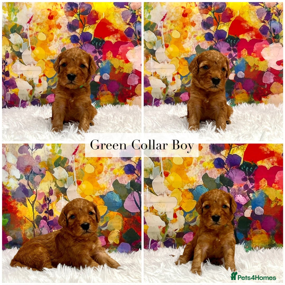 Cockapoo dogs for sale: ⭐️F2B Hypoallergenic DNA CLEAR Red Mini Cockapoos - Image 2
