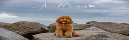 Miniature Poodle dogs for stud: KC health tested by 5* breeder / police K9 trainer - Advert 1