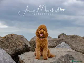 Miniature Poodle dogs KC health tested by 5* breeder / police K9 trainer - Advert 20