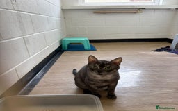 Mixed Breed cats for adoption: Bear! - Image 10