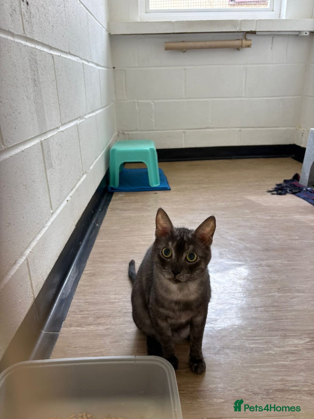 Mixed Breed cats for adoption: Bear! - Image 10