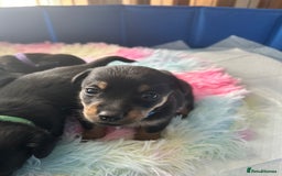 Jack Russell dogs for sale: Jack Russell puppies  - Image 1