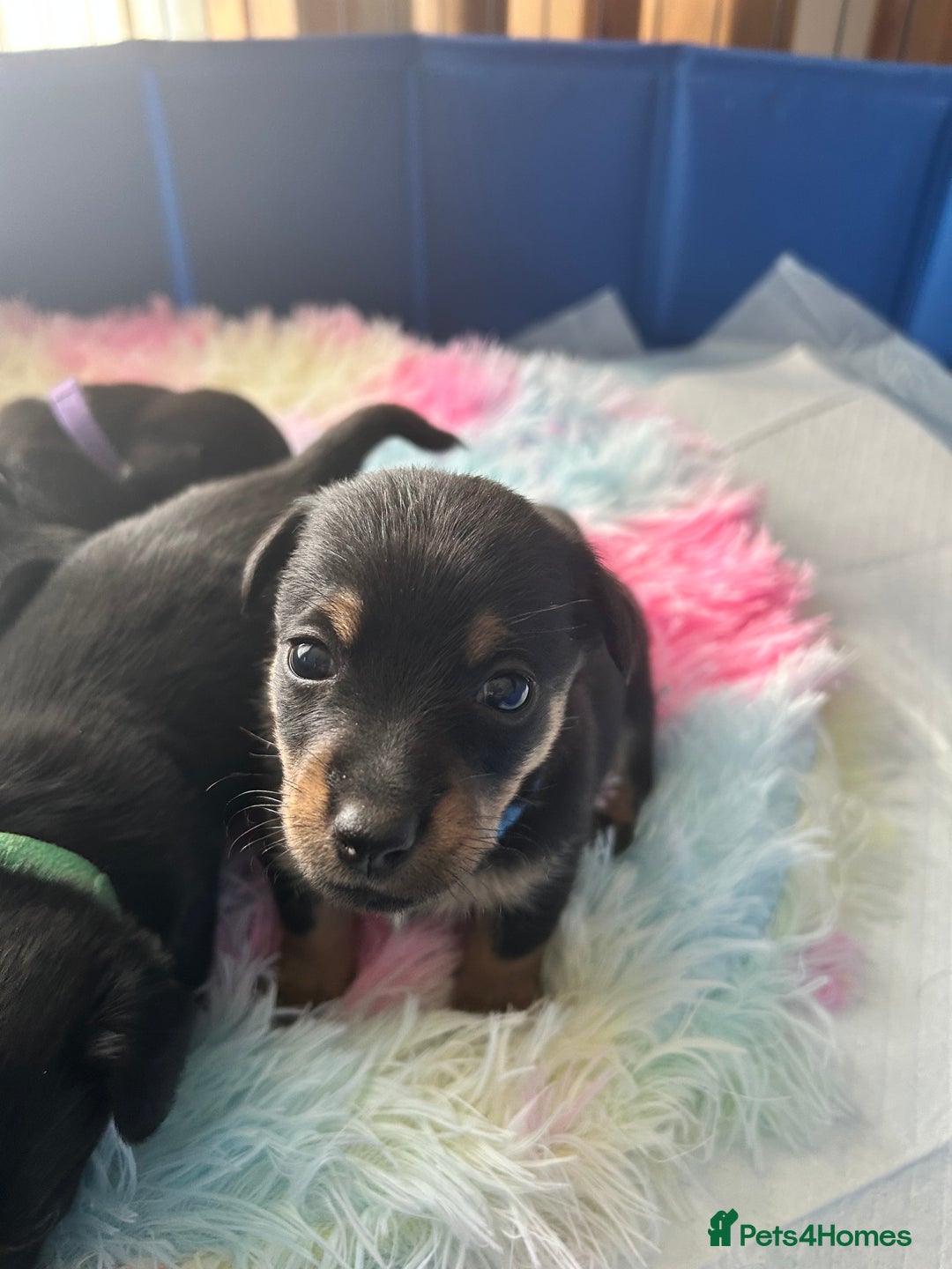 Jack Russell dogs for sale: Jack Russell puppies  - Image 1
