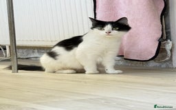 Mixed Breed cats for sale: FREE KITTENS AND CAT!! In need of rehoming FREE - Image 6
