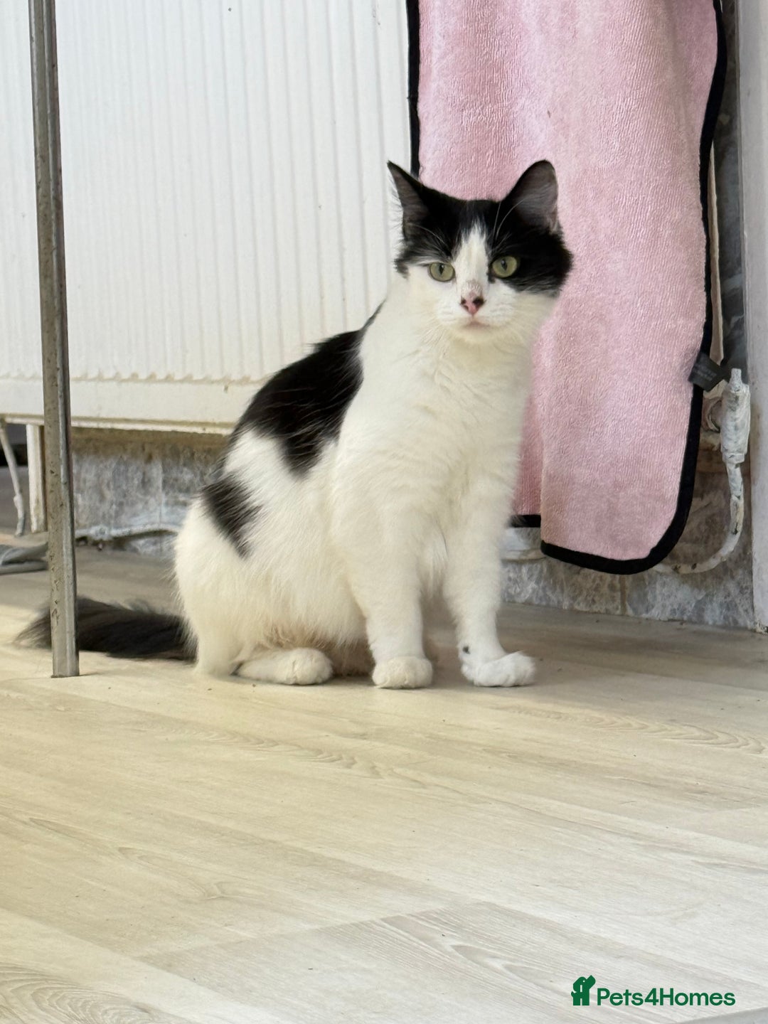 Mixed Breed cats for sale: FREE KITTENS AND CAT!! In need of rehoming FREE - Image 6