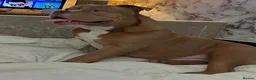 Mixed Breed dogs for sale: Standard Bully in Bolton - Advert 6