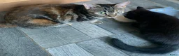 Mixed Breed cats for sale: 10 week old Maincoon cross Tabby kittens  in Bolton - Advert 14