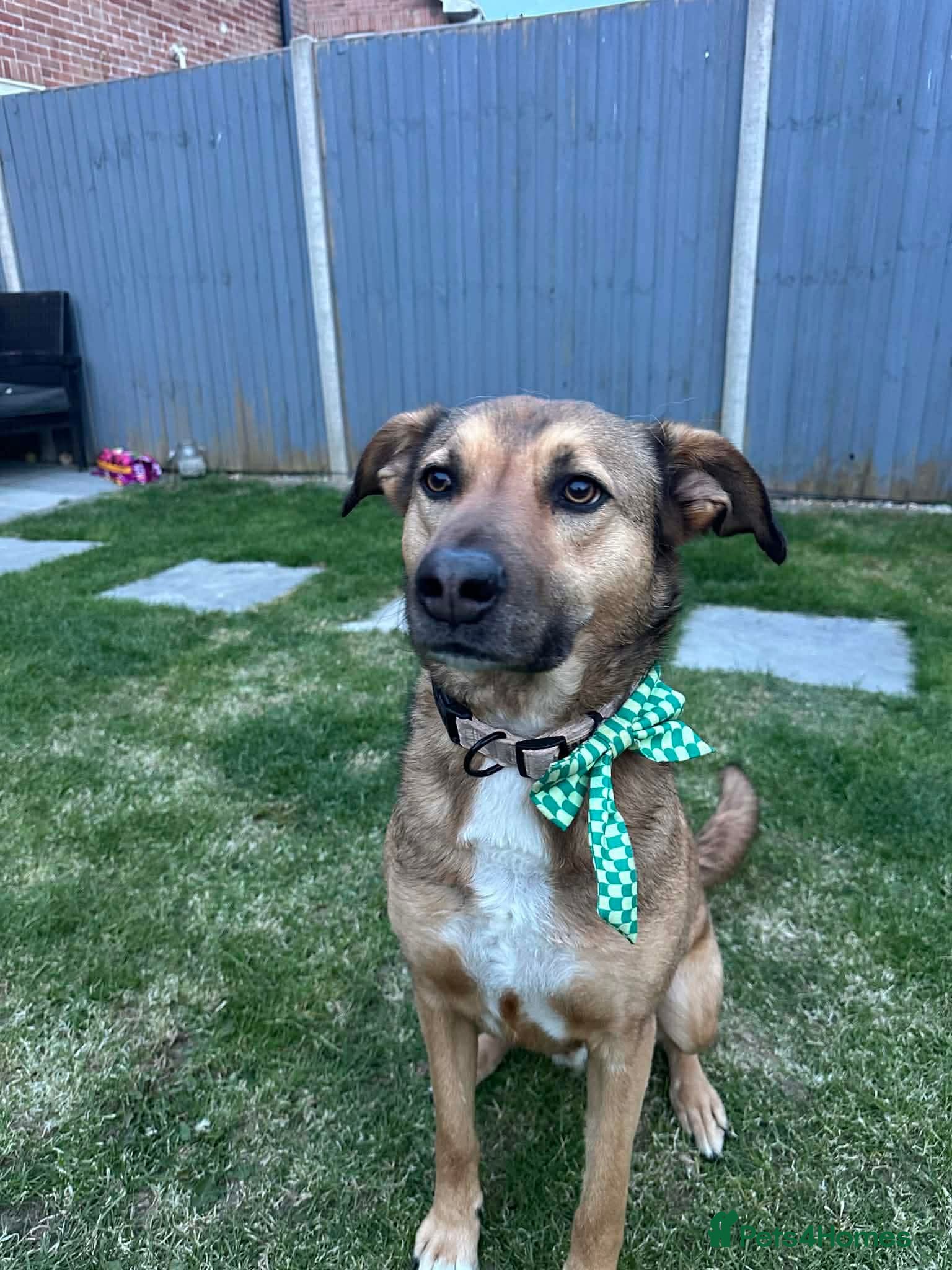 Mixed Breed dogs JACKSON affectionate boy/ playful and happy  - Advert 3