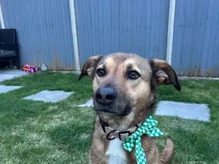 Mixed Breed dogs JACKSON affectionate boy/ playful and happy - Advert 3