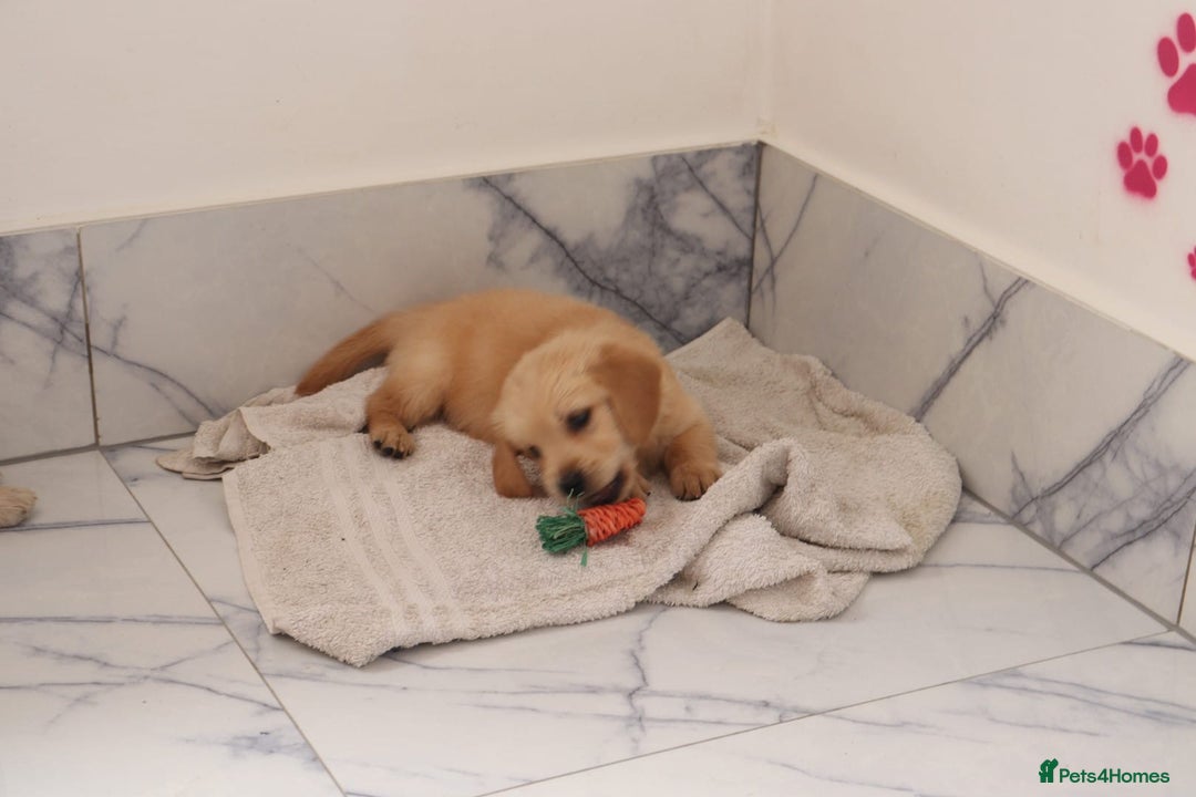 Mixed Breed dogs for sale: Dakota Sport Retriever Puppies ready 01/10/25 - Image 5