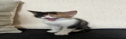 Mixed Breed cats for sale:     Unique split face tricolour girl 🖤🤍🧡 - Advert 3
