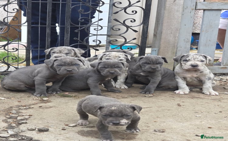 Cane Corso dogs - Advert 1