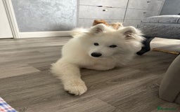 Samoyed dogs for sale: Beautiful 6-Month-Old Samoyed Boy for Sale - Image 2
