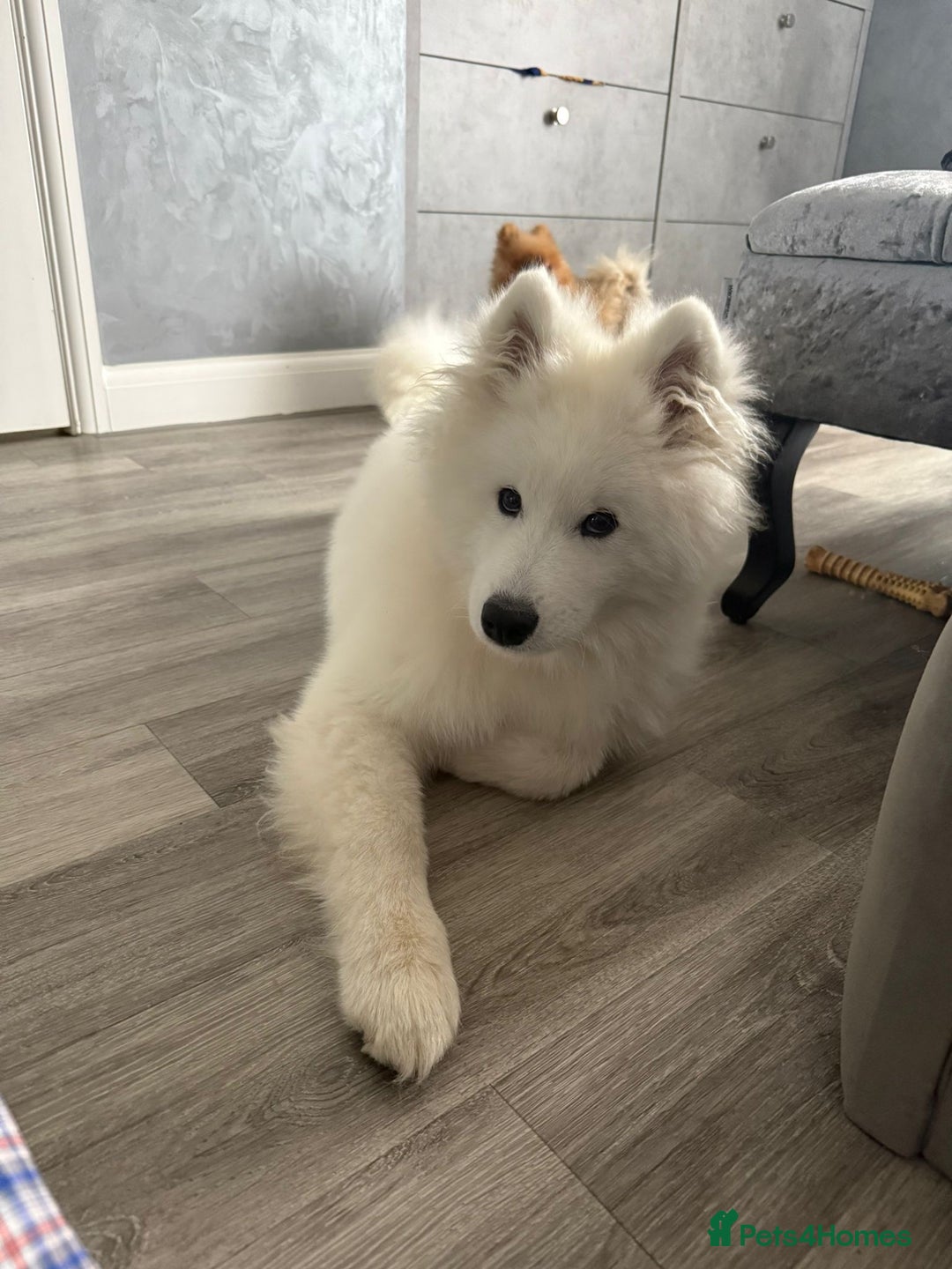 Samoyed dogs for sale: Beautiful 6-Month-Old Samoyed Boy for Sale - Image 2