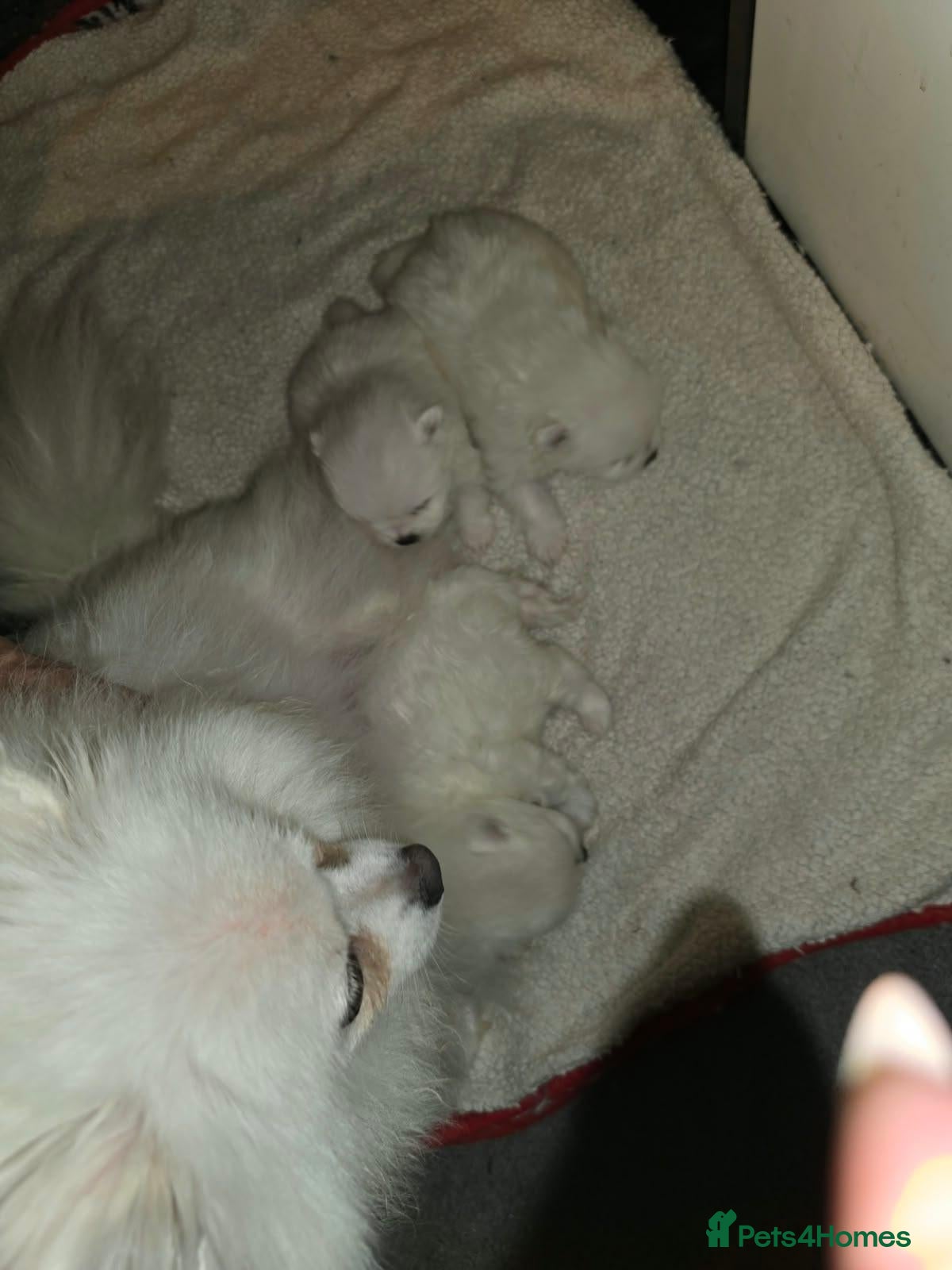 Pomeranian dogs for sale: 3 gorgeous, small white Pomeranians ready now!! - Advert 2
