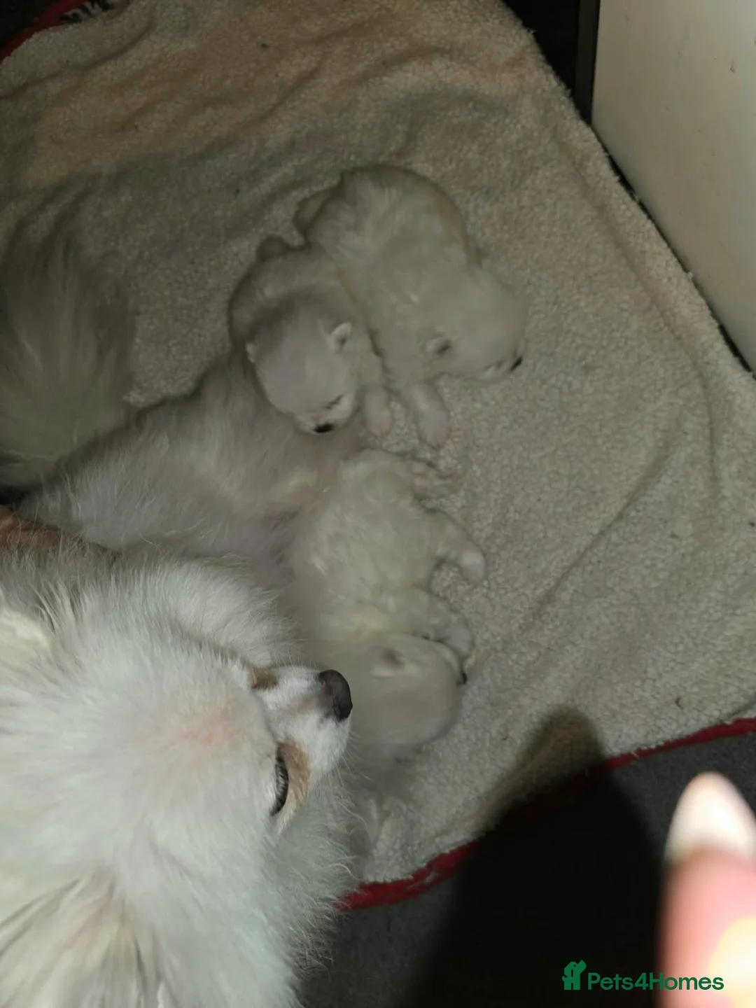 Pomeranian dogs for sale: 3 gorgeous, small white Pomeranians ready now!! - Advert 2