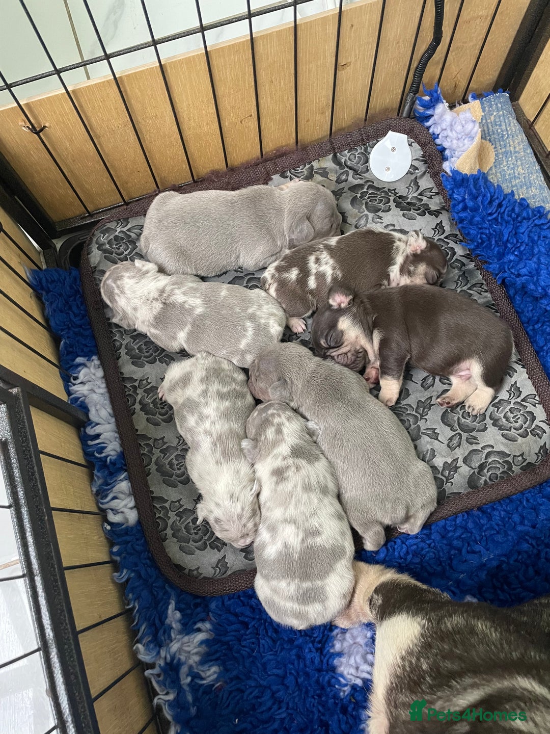 French Bulldog dogs for sale: Beautiful Merle French bulldogs  - Advert 7