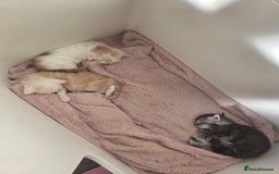 Maine Coon cats for sale: STUNNING MAINE COON KITTENS  - Image 10