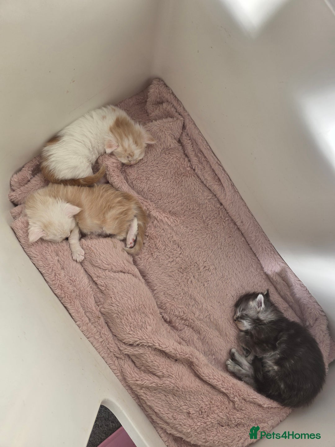 Maine Coon cats for sale: STUNNING MAINE COON KITTENS  - Image 10