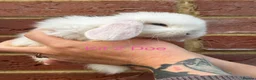 Mini Lop rabbits for sale: Purebred Mini Lops - Advert 3