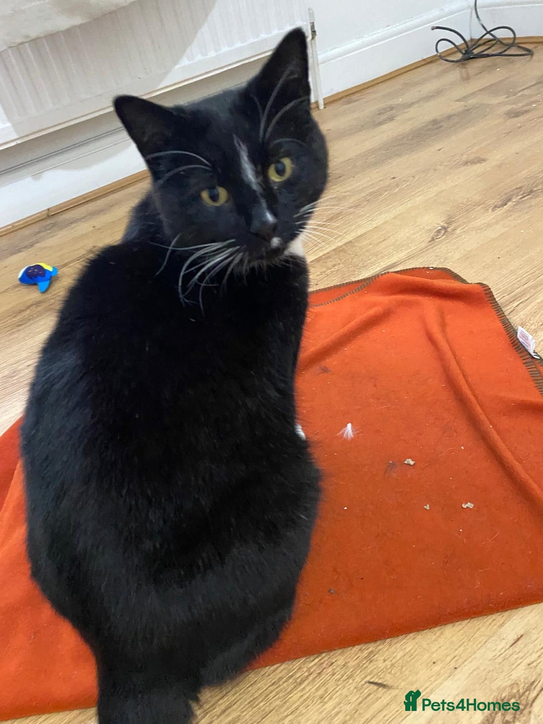 Mixed Breed cats for adoption: Timothy the rescue cat needs forever home - Advert 1