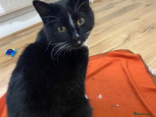 Mixed Breed cats Timothy the rescue cat needs forever home - Advert 3