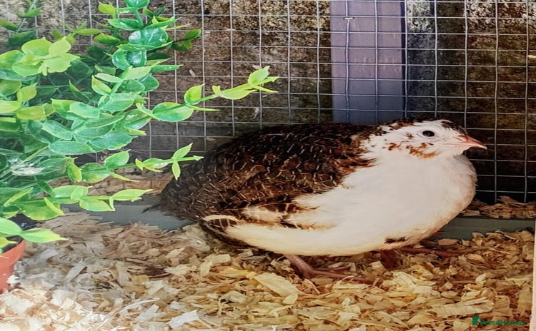 Quail poultry - Advert 6