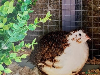 Quail poultry - Advert 3