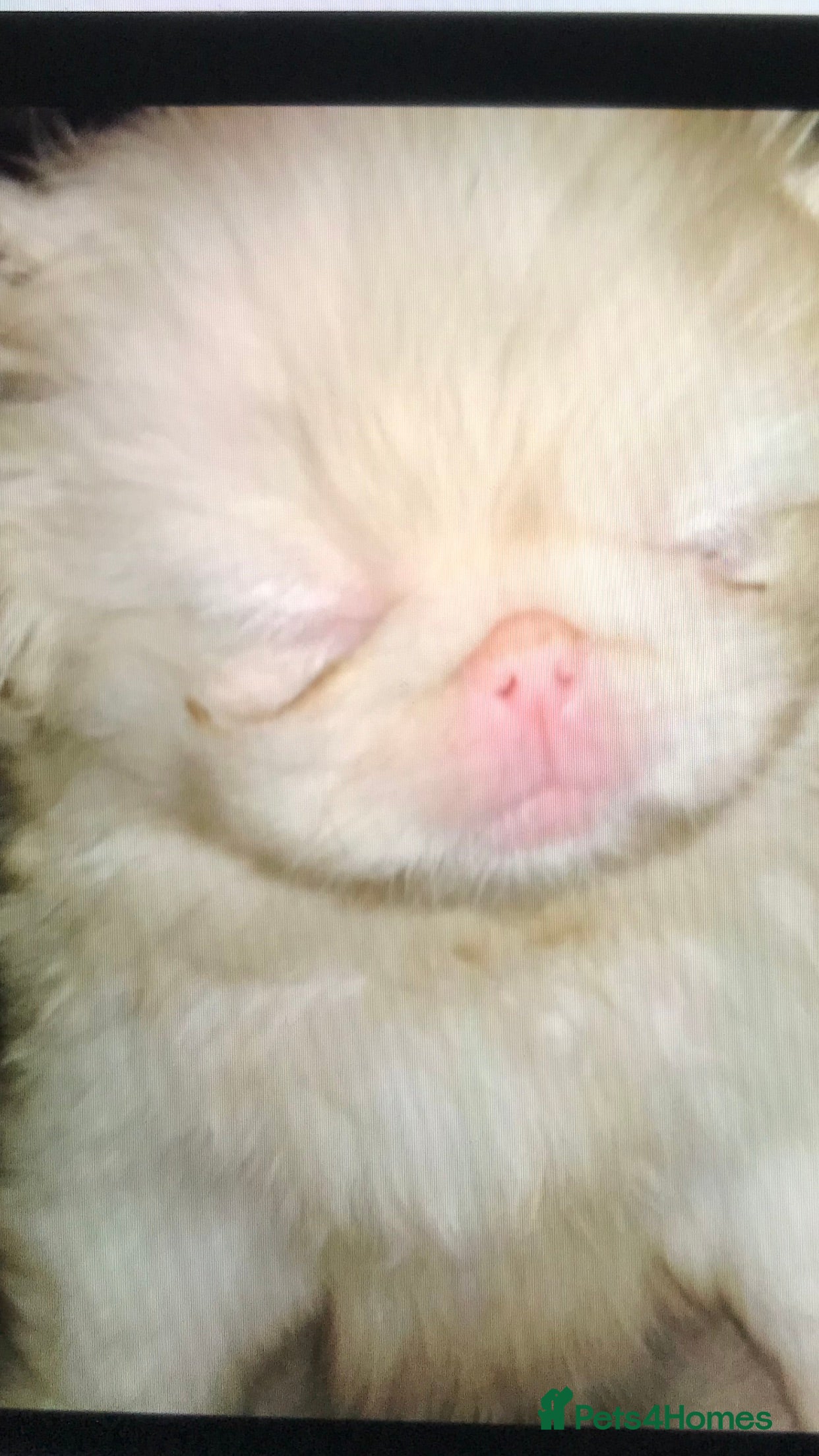 Pekingese dogs PROVEN RARE ! Pink Pekingese for Proven Stud in Rugby - Advert 2