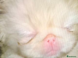 Pekingese dogs PROVEN RARE ! Pink Pekingese for Proven Stud in Rugby - Advert 2