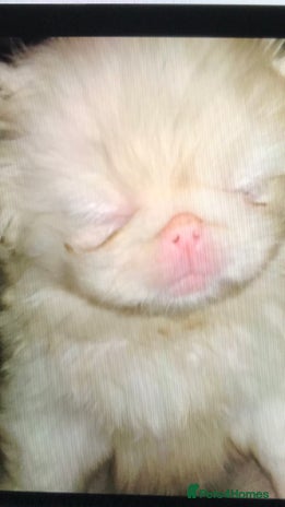 Pekingese dogs PROVEN RARE ! Pink Pekingese for Proven Stud in Rugby - Advert 2