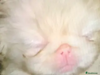 Pekingese dogs PROVEN RARE ! Pink Pekingese for Proven Stud in Rugby - Advert 6