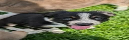 Mixed Breed dogs for sale: Collie/Lurcher puppies for sale - Advert 14