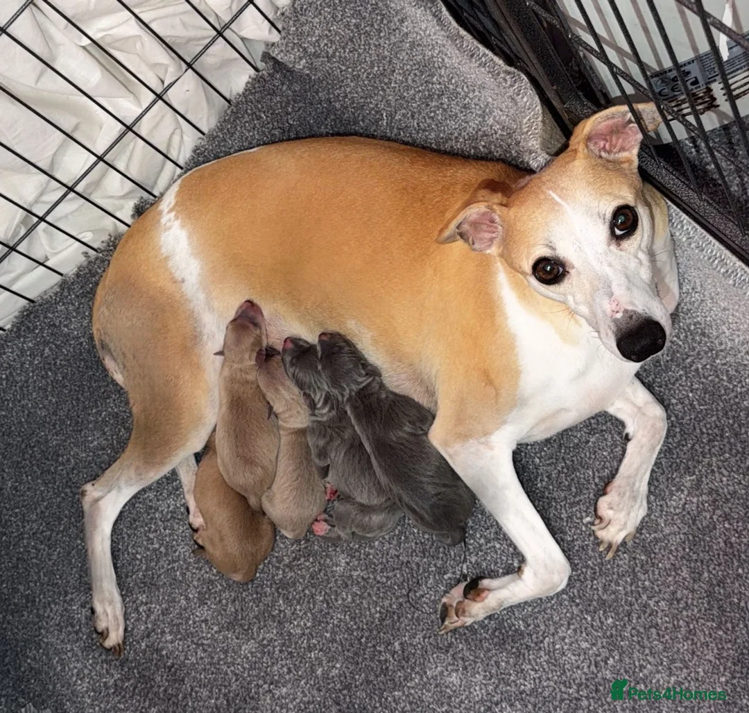 Mixed Breed dogs for sale: 5 Stunning Wiggy Puppies  - Advert 2