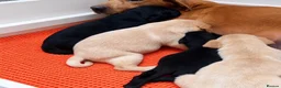 Labrador Retriever dogs for sale: Quality Kc Fully Health Tested Labrador Puppies  - Advert 15