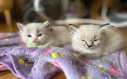 Ragdoll cats for sale: 😻 2 GORGEOUS RAGDOLL KITTENS 😻 - Image 12