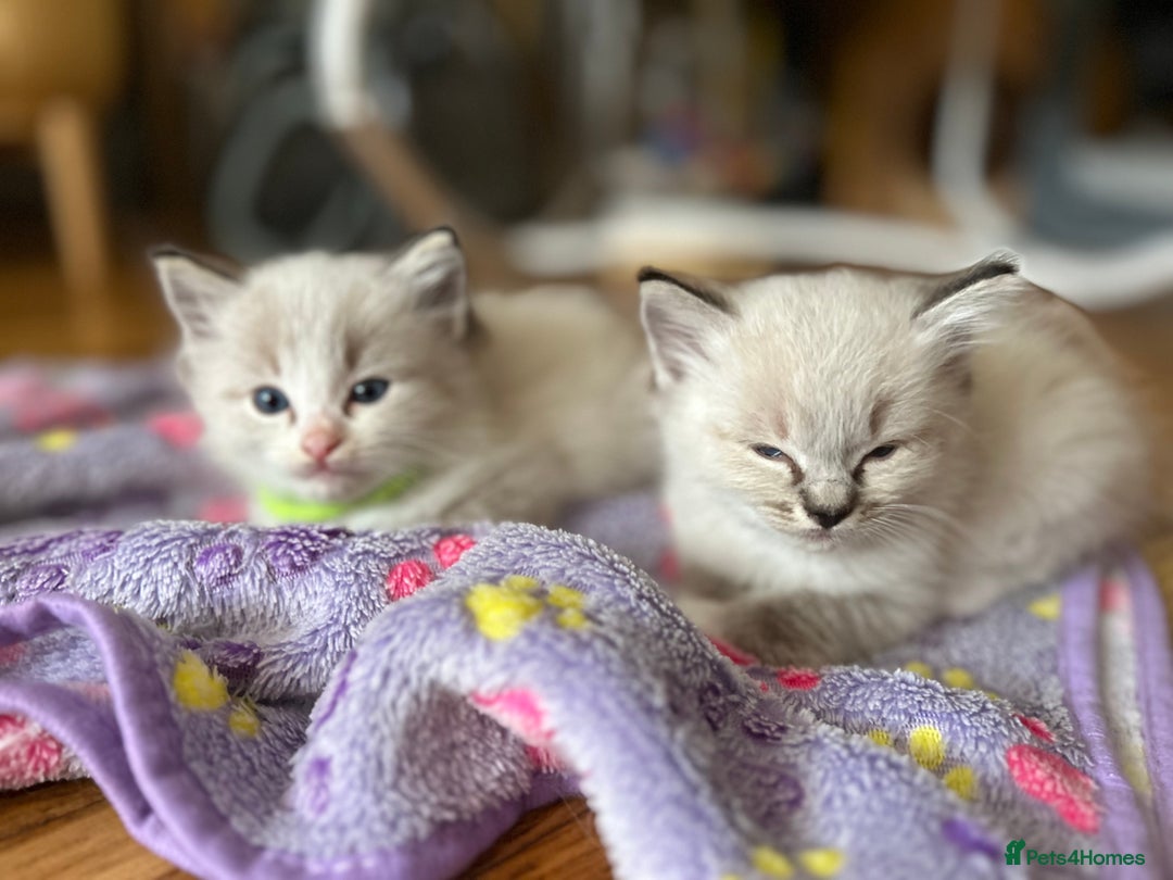 Ragdoll cats for sale: 😻 2 GORGEOUS RAGDOLL KITTENS 😻 - Image 12