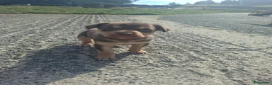 Australian Kelpie 3